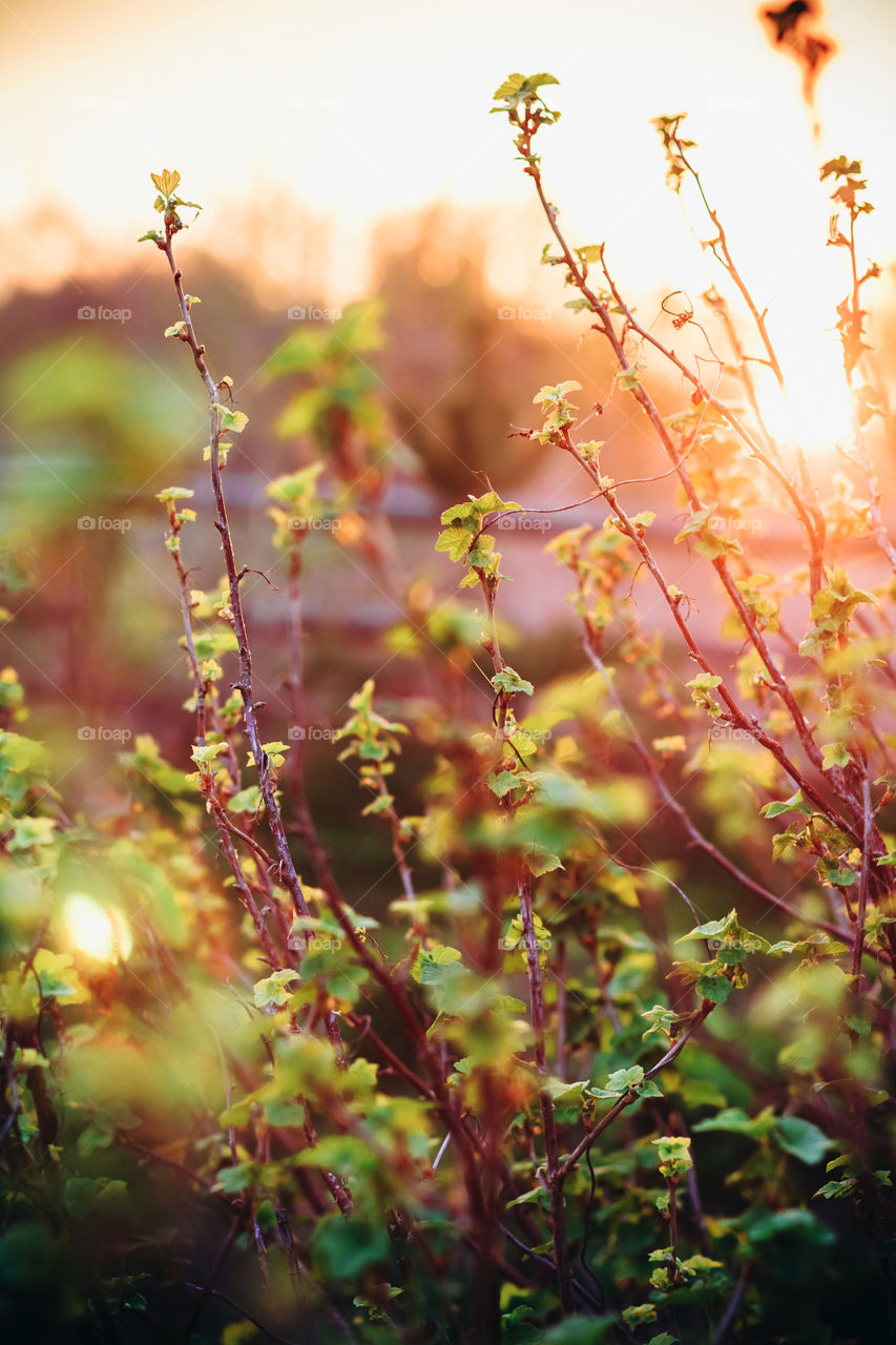 Blackberry bush at sunset