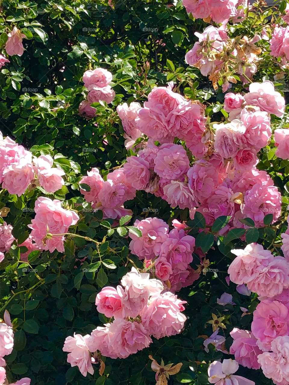 Cottage roses blooming with color. 