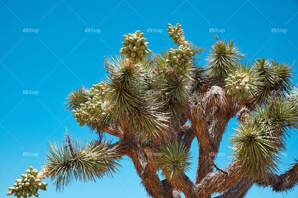 Joshua Tree