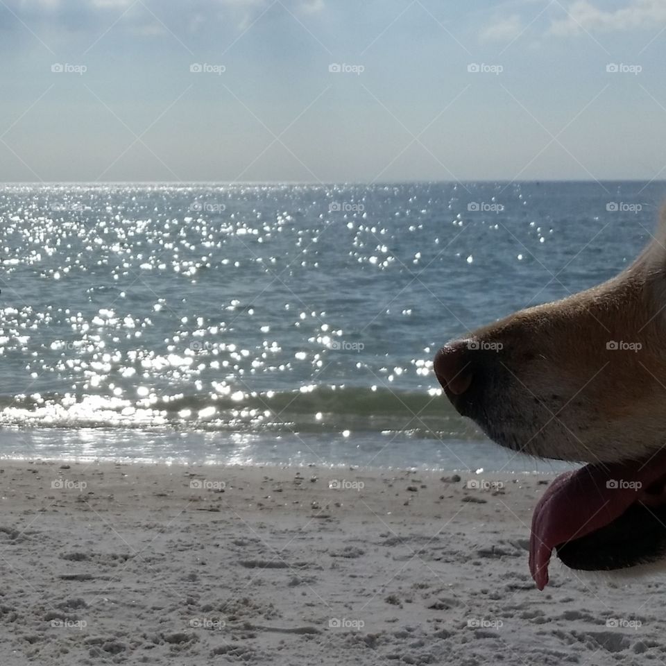 Kaci . A day at the beach, honeymoon Island State park, Fl