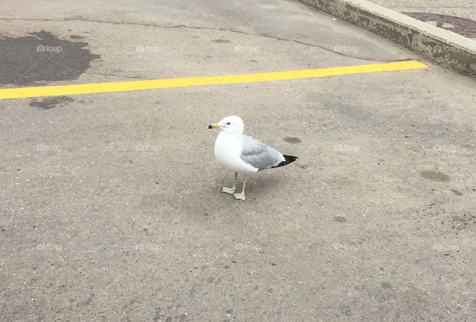 Seagull posing for its picture in a parking lot in Medicine Hat, Alberta, Canada 