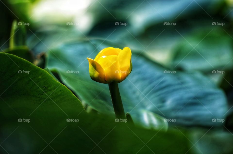Yellow water lily