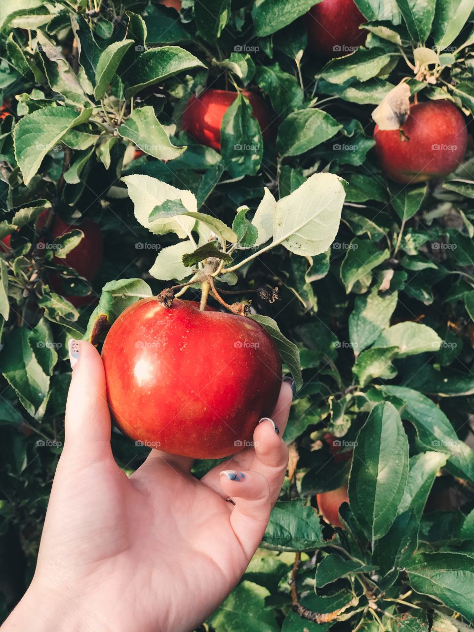 Delicious red apple 