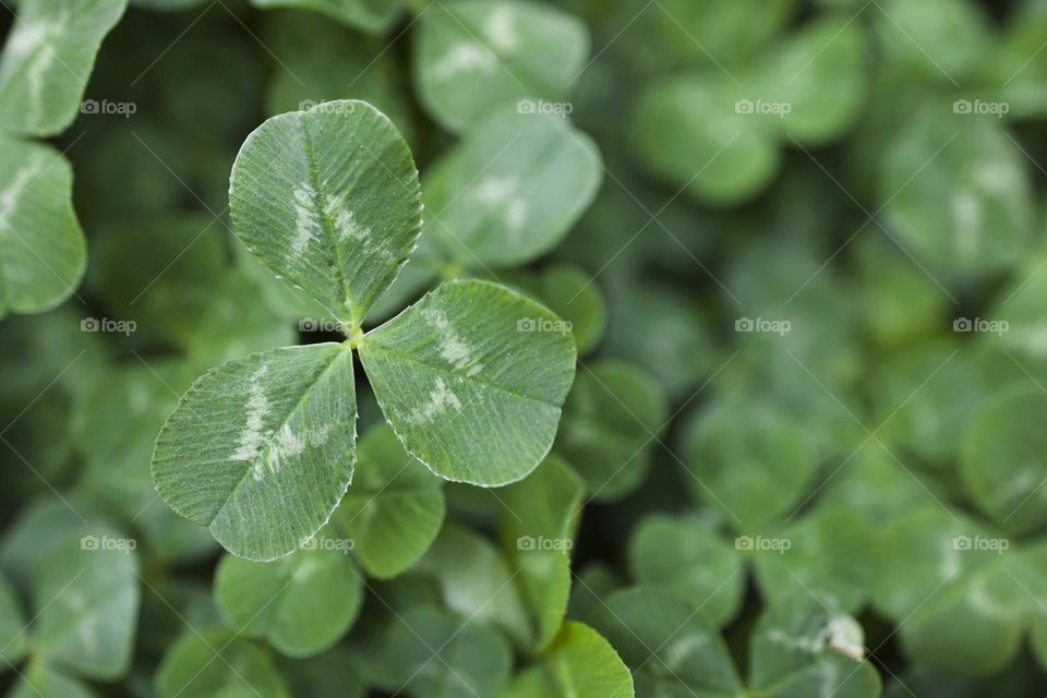green clover close up view.  spring concept