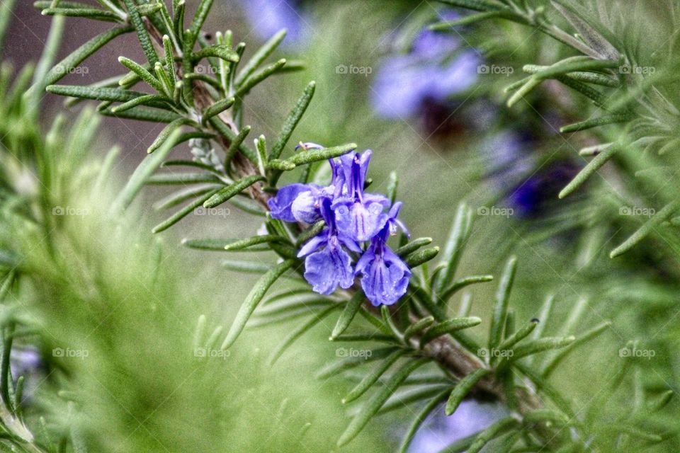 Rosemary purple flower blossoms 🌸