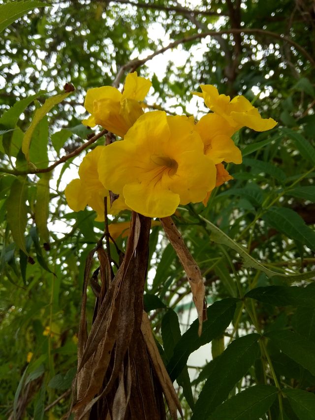 flower