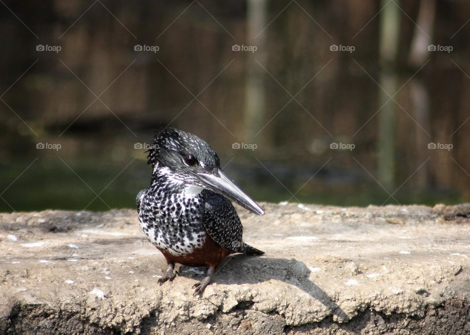 Giant kingfisher searching for a meal