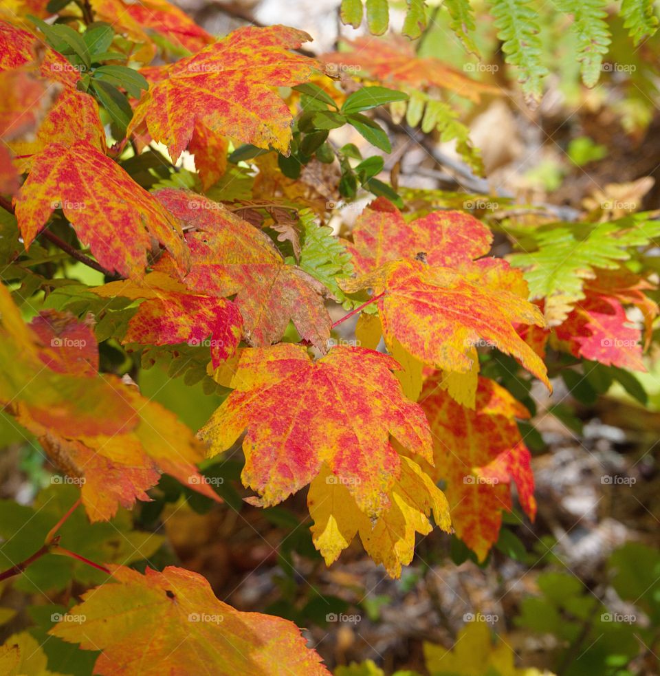 Maple leaves in various stages of turning to their fall colors display reds, yellows, and greens in the woods of Central Oregon on a sunny fall day.