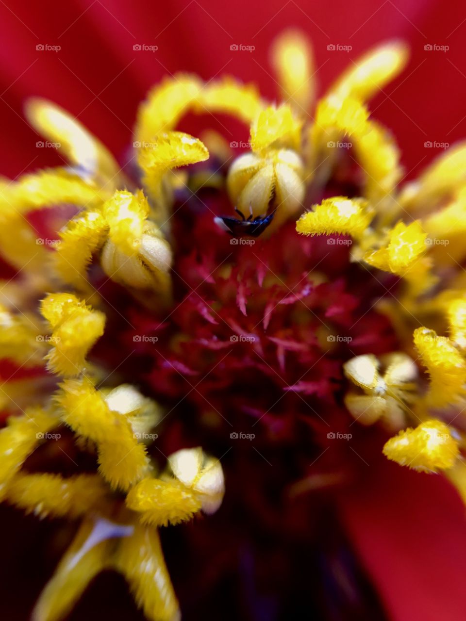 Bug on pistil and yellow stamen of a red flower.
