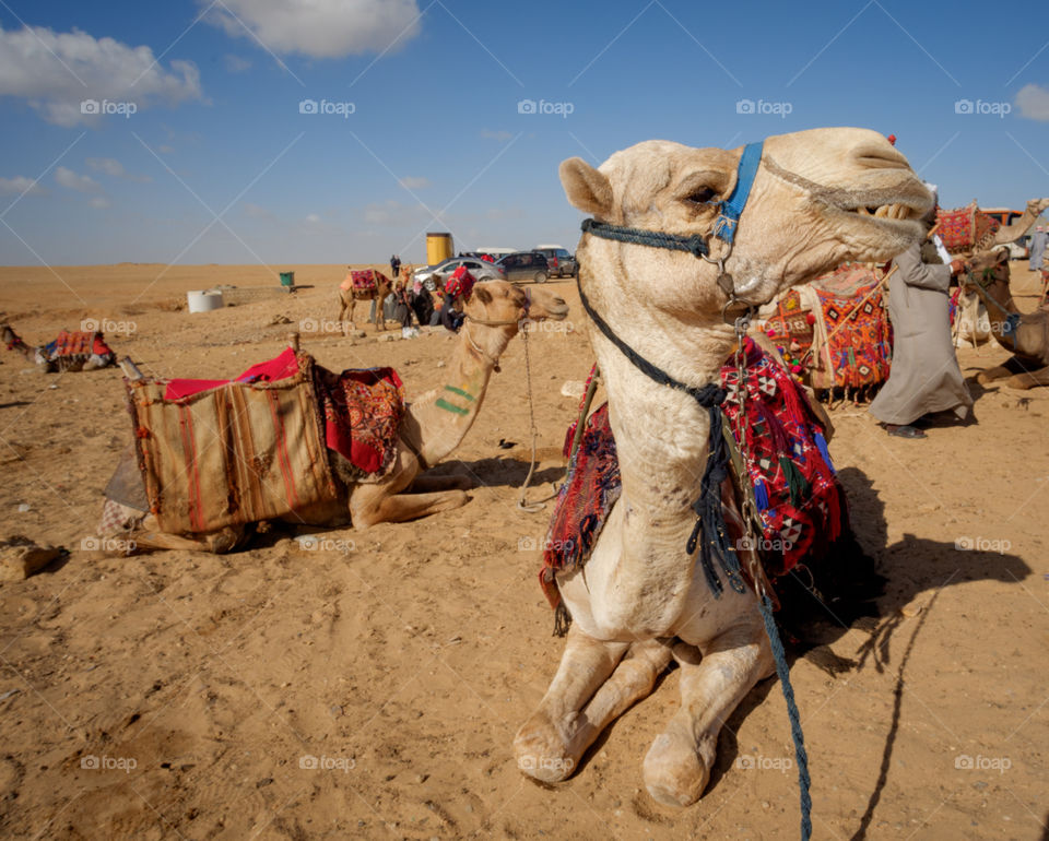 Camel riding experience