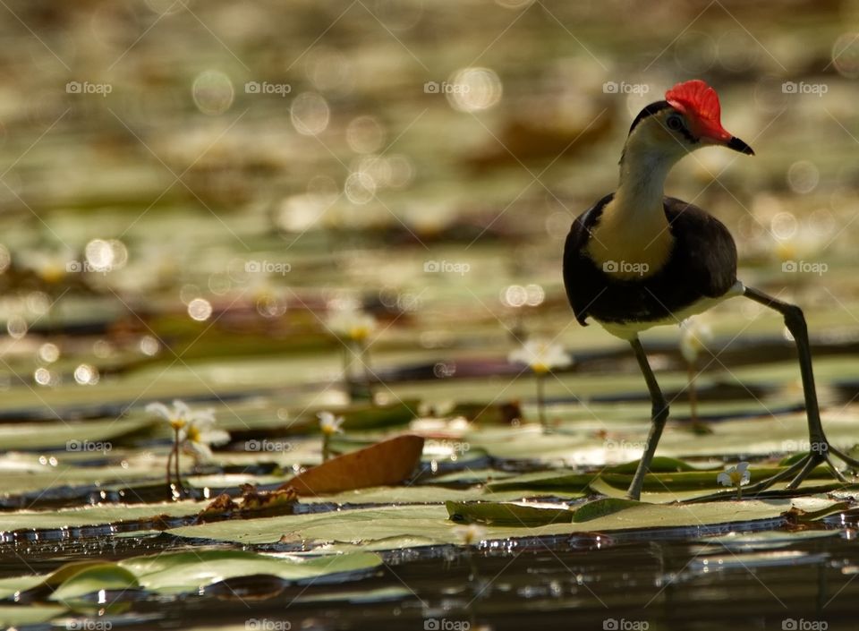 Comb-crested Jacana