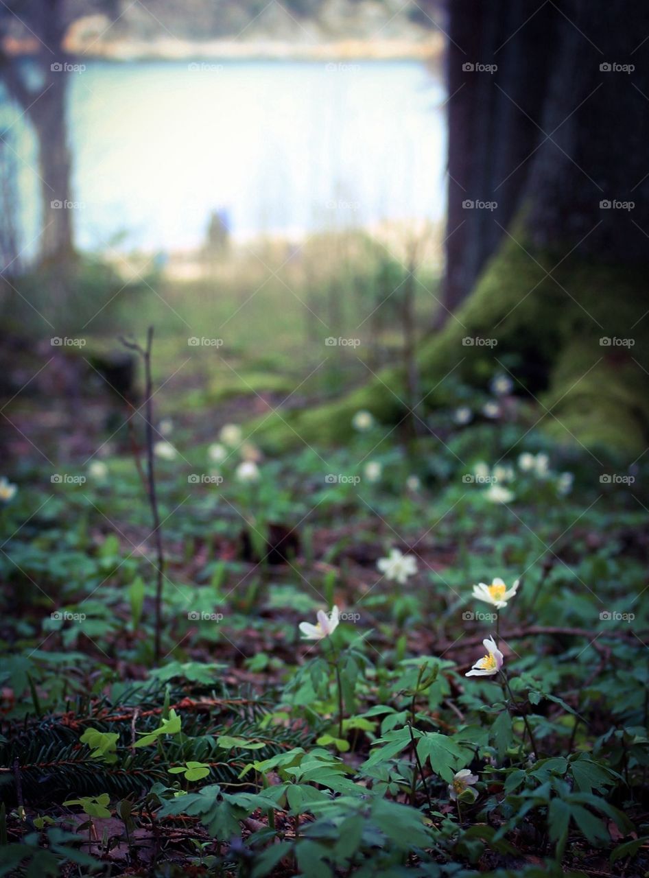 Wood anemone flower in forest