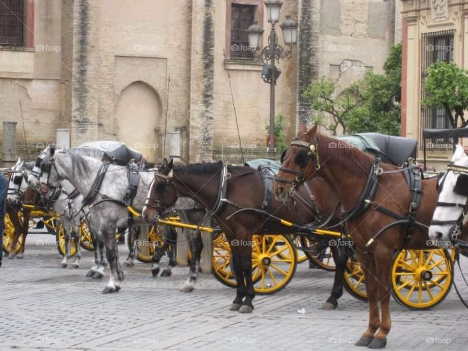 Seville Horse Carts. I took this photo in Seville, Spain where these horse driven carts were readily avaliable 