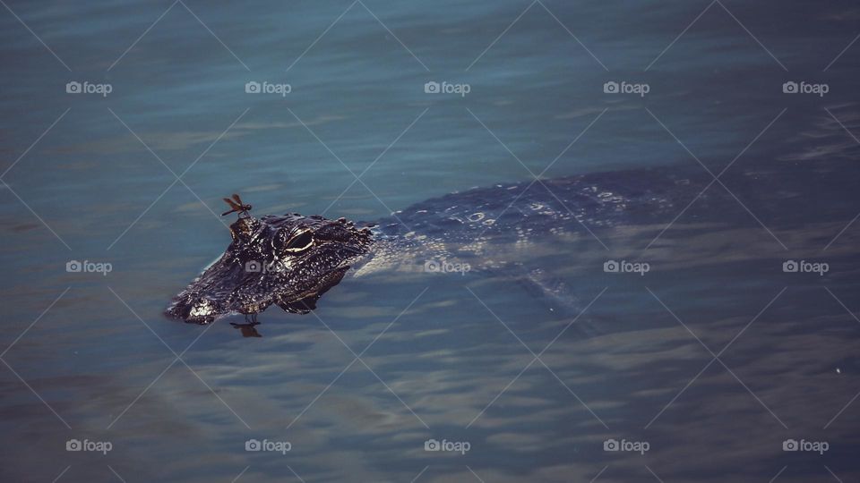 Dragonfly riding on a gator