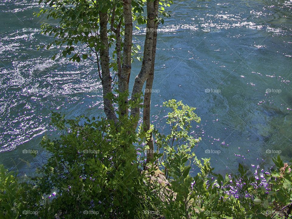 Young trees on the banks of Central Oregon’s Metolius River with blue and turquoise waters on a bright sunny summer afternoon. 
