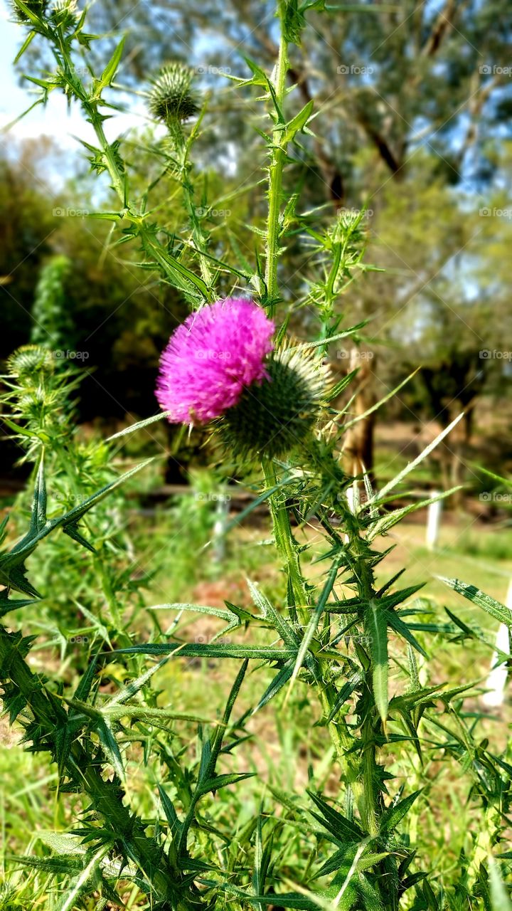 Linda planta com muitos espinhos, mas com uma linda flor de cor vibrante