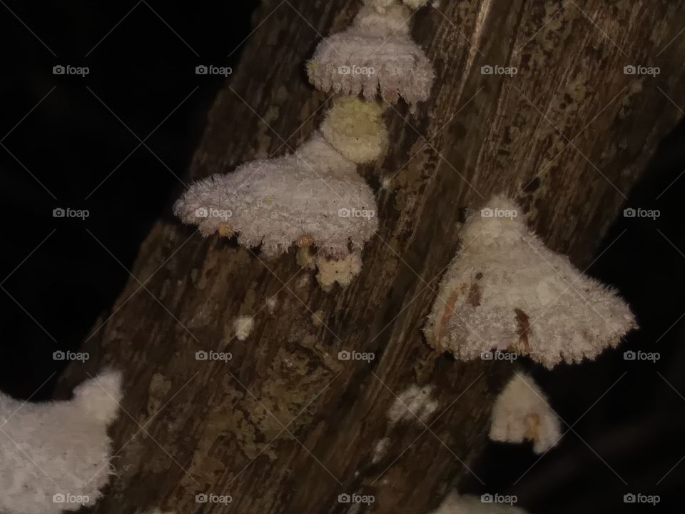 this is a great shot of several small white mushrooms growing on a dead branch