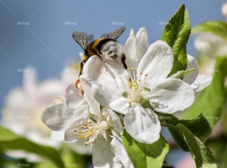 A bumble bee on white apple blossoms