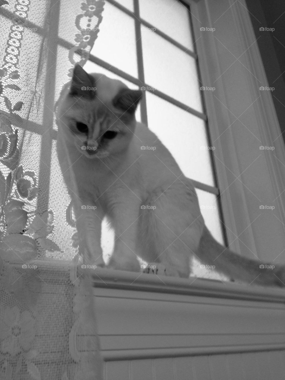 Here comes Mr. Mischief getting ready to pounce from window in bathroom into bubble bath. 