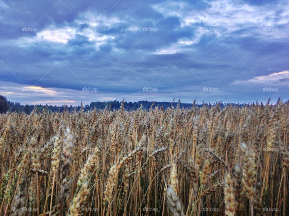 Crops on the field against dramatic clouds