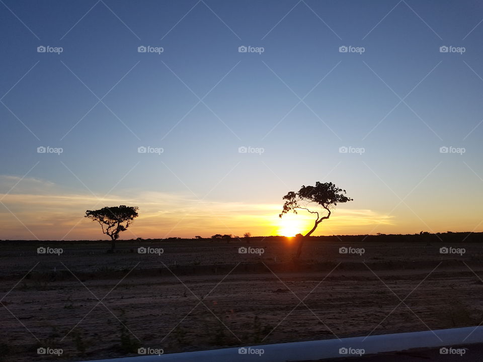 sunset and the tree