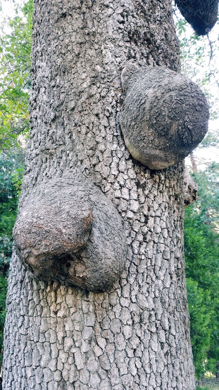 Tree with burls