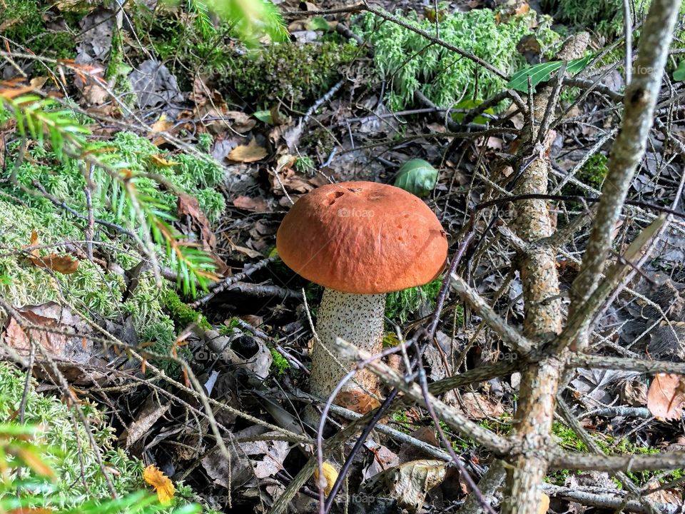 Single young orange cap Leccinum aurantiacum red-capped scaber stalk birch bolete boletus fungi fungus growing in the forest with moss, fallen leaves and branches around
