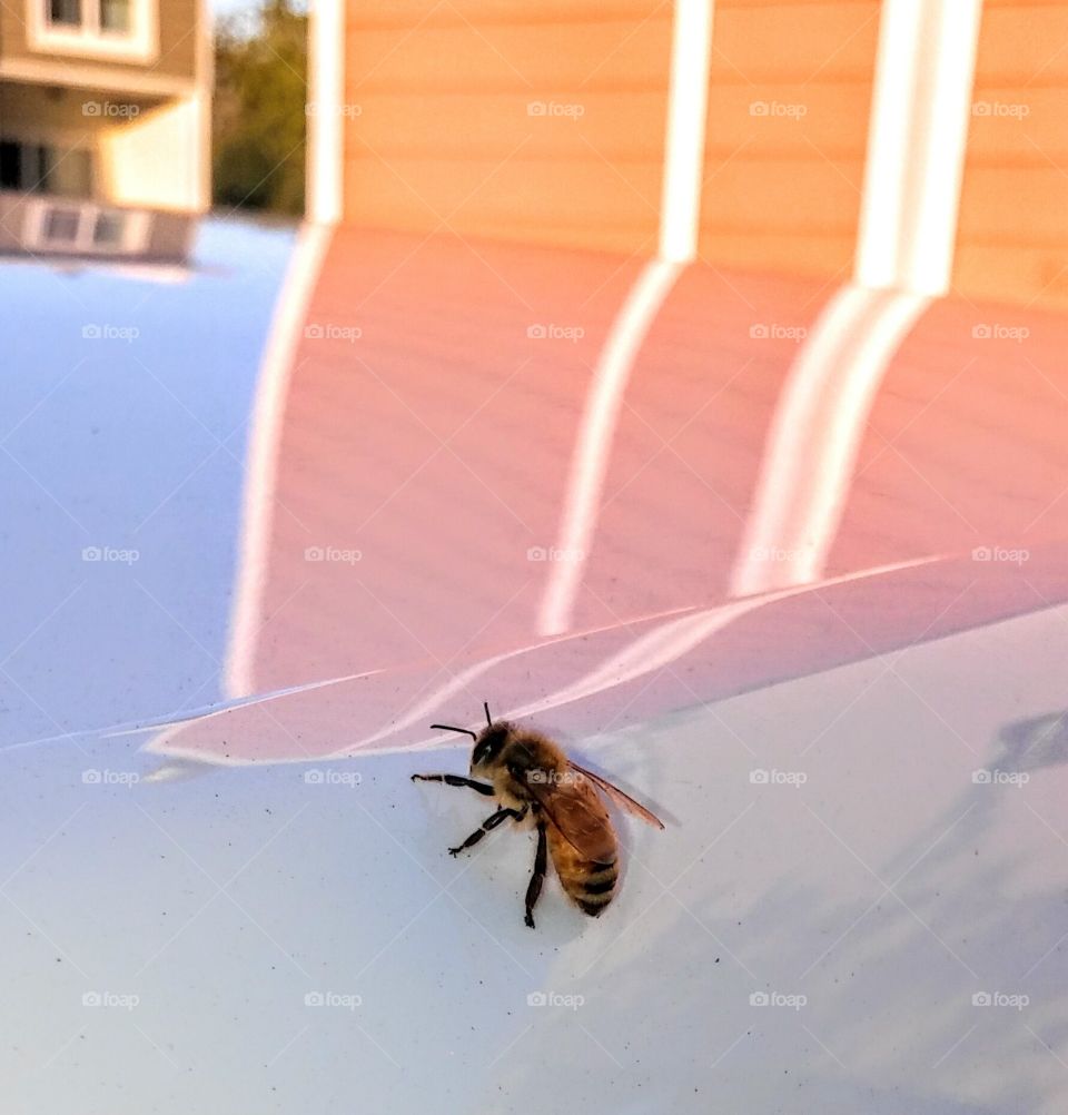 Reflection, bee on top of a car