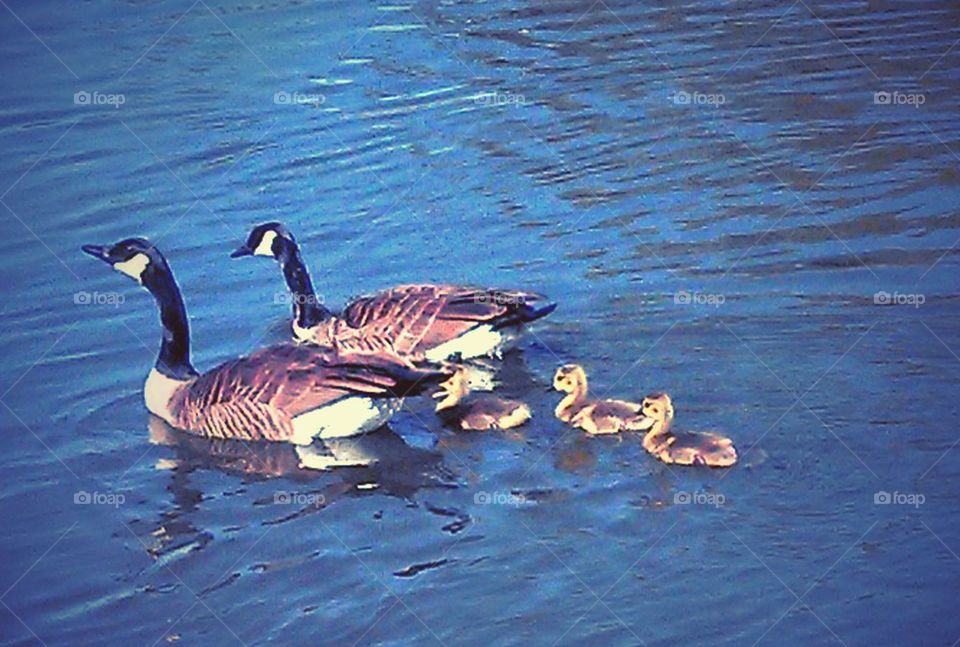 family of geese Springdale Arkansas