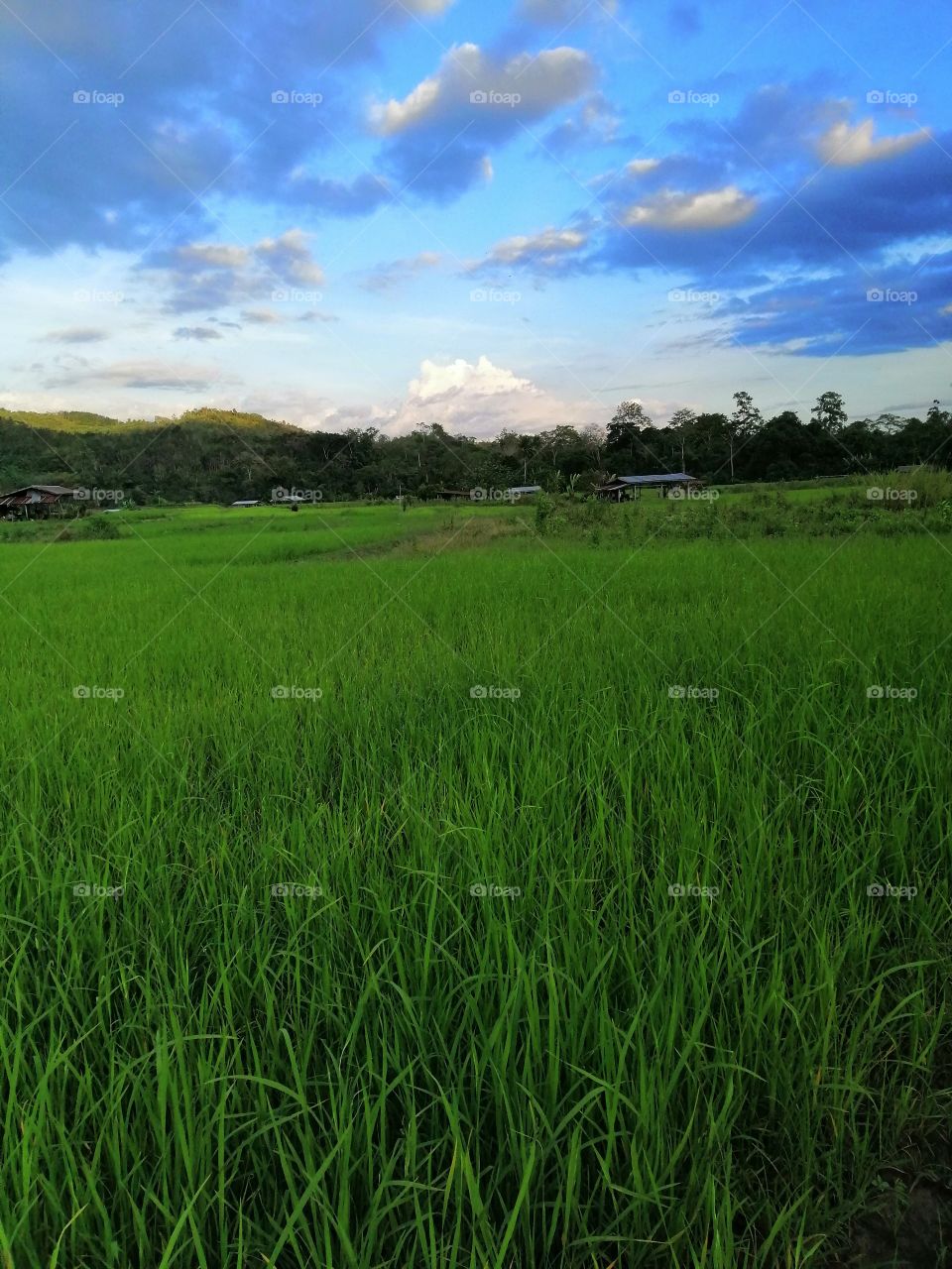 Paddy field in our kampung.