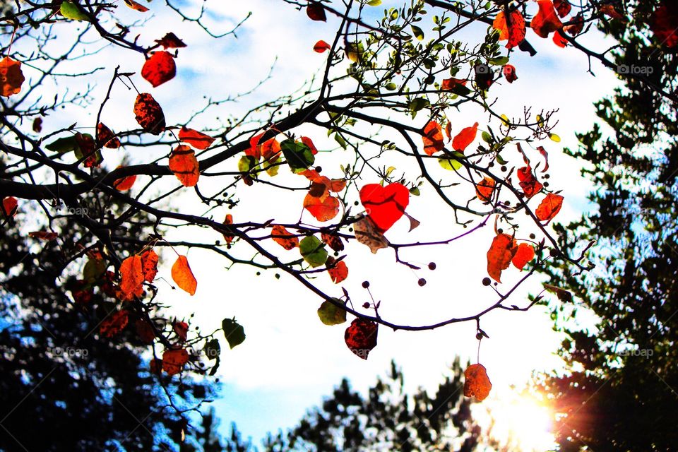 A heart in the leaves