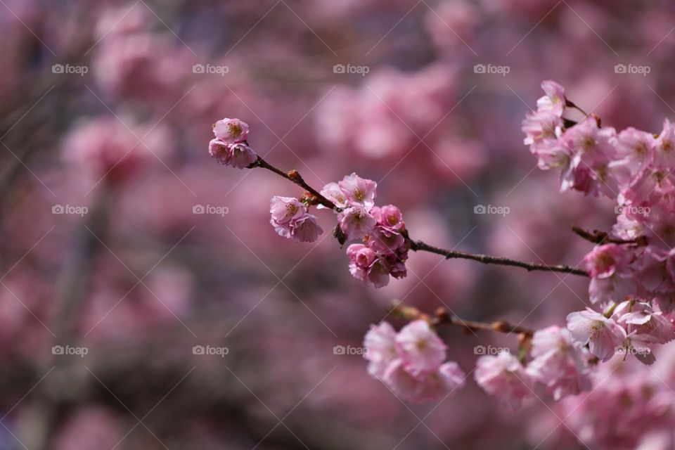 Spring blossoms 