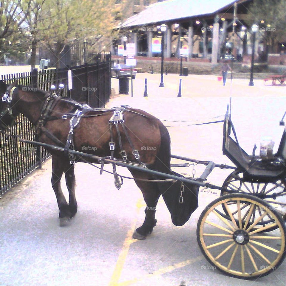 Horse and carriage at the park 