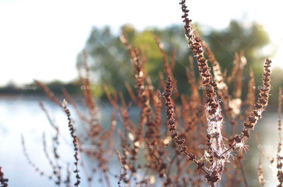 Seed Stalks