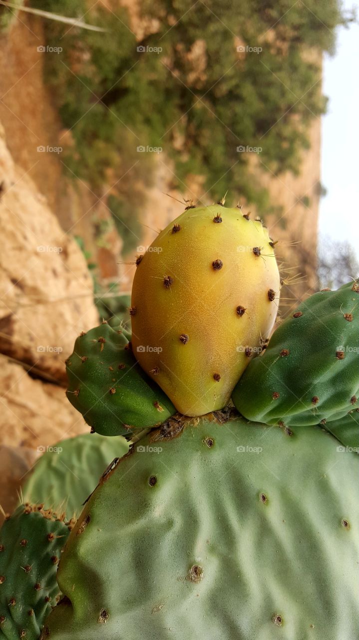 fruits cactus