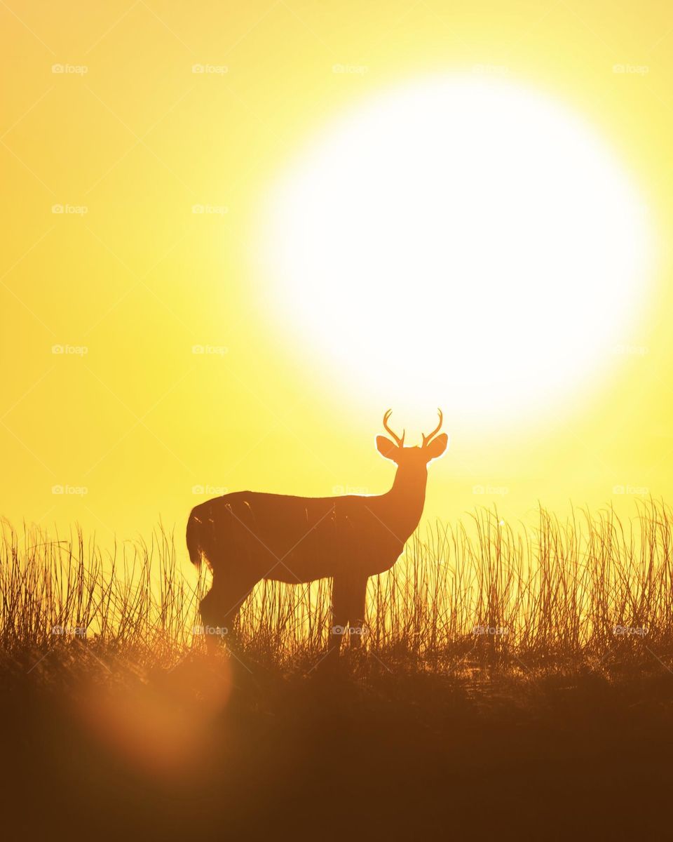 Silhouette of a buck with a vibrant yellow sunset sky in the background as the sun approaches the horizon 