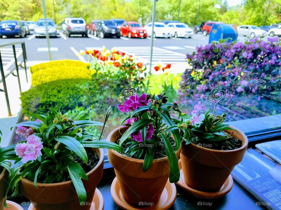 View of waiting room plants out to business parking lot, entry ramp & blooming tulips. Empty parking spaces, handicapped.