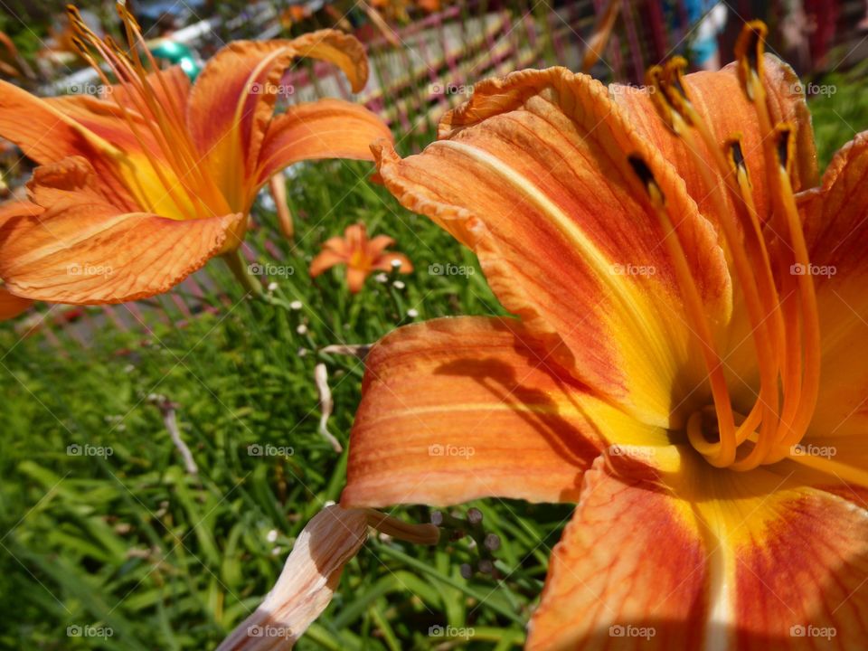 Special hybrid tiger lilies p2
