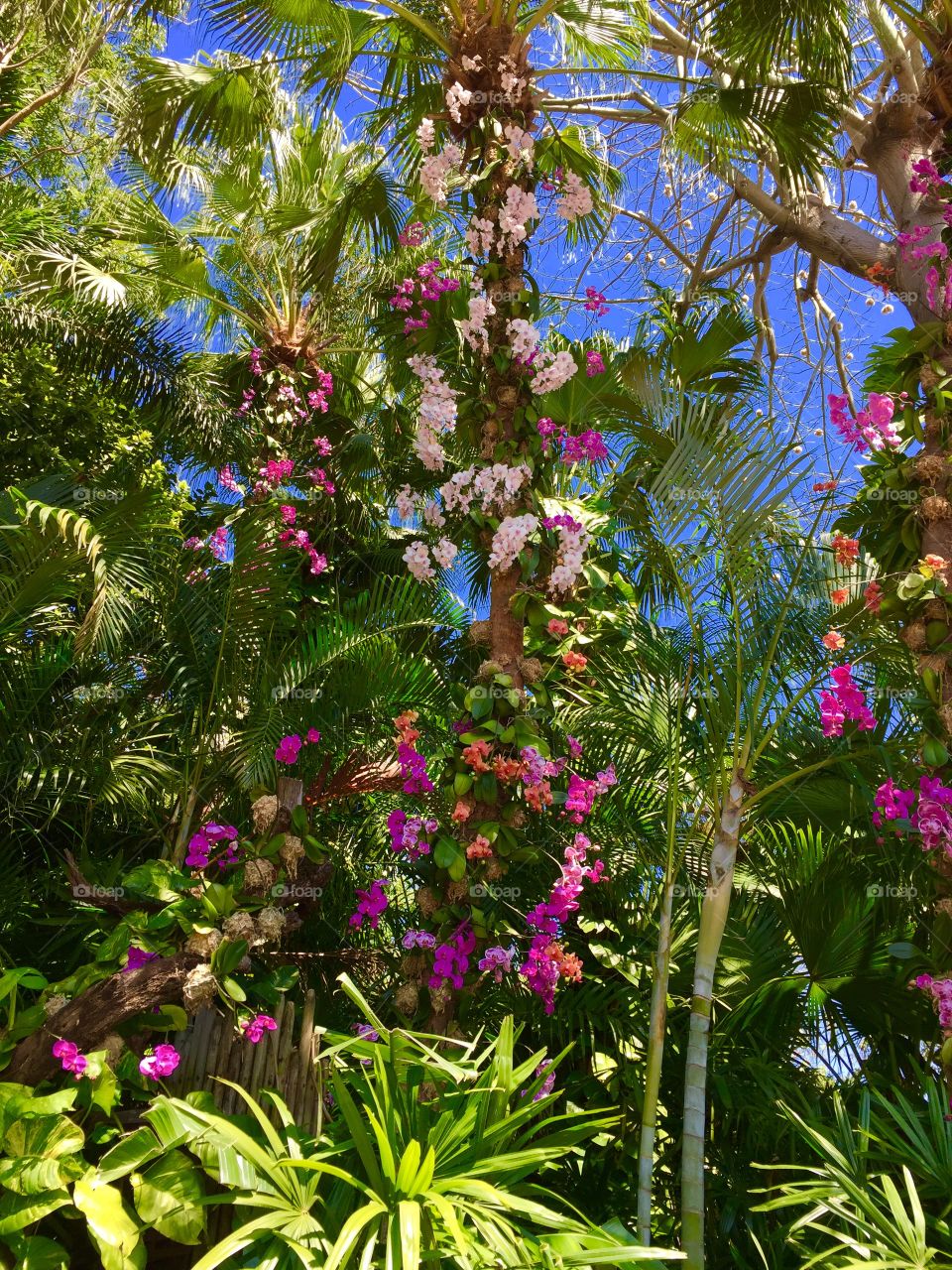 Tropical Garden in Disney World Florida 