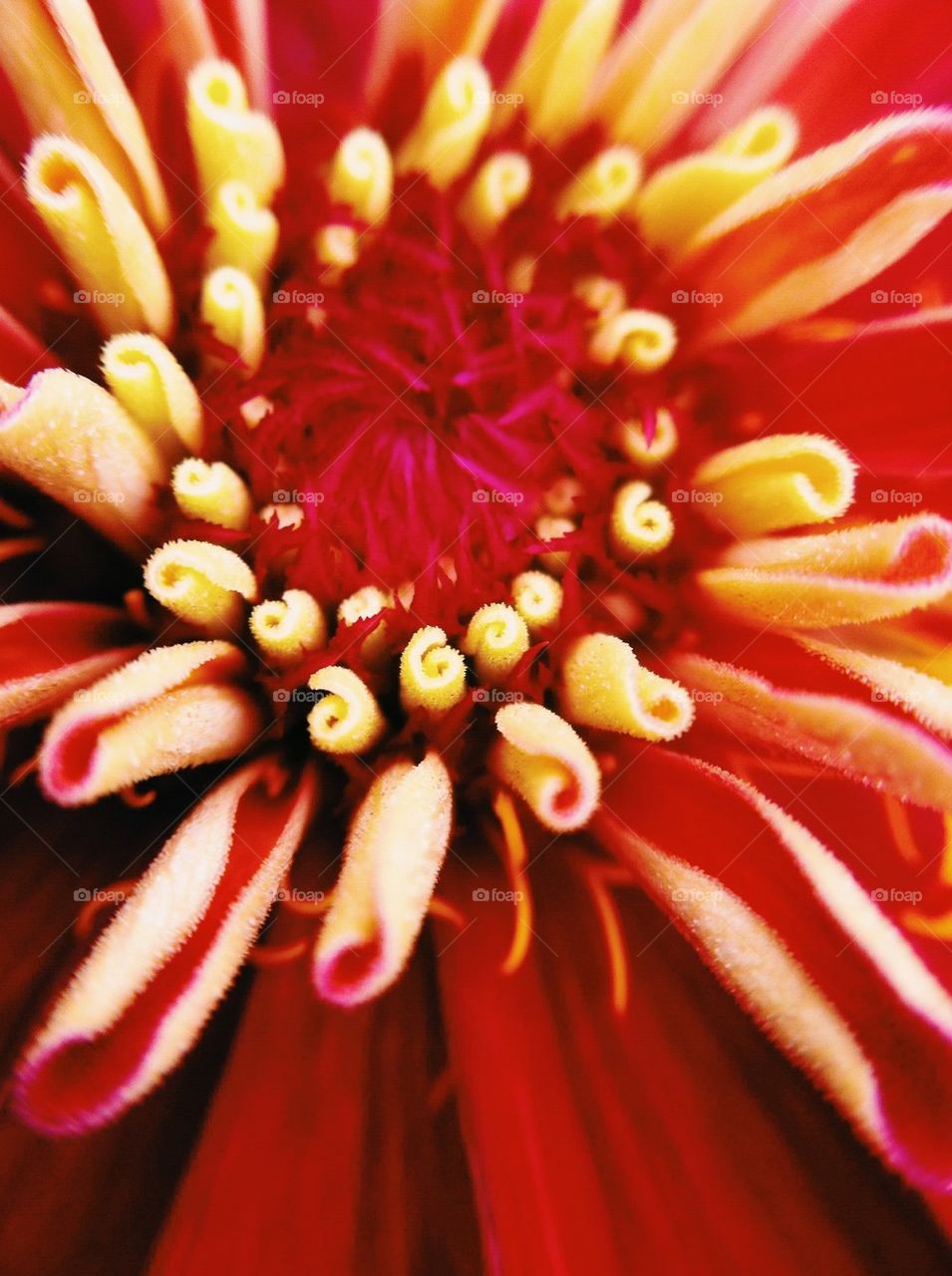 Floral Closeup