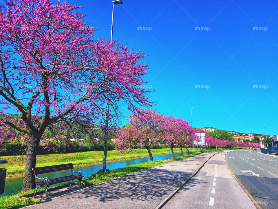 Pink blooming fruit trees in the urban city in spring season against blue sky.