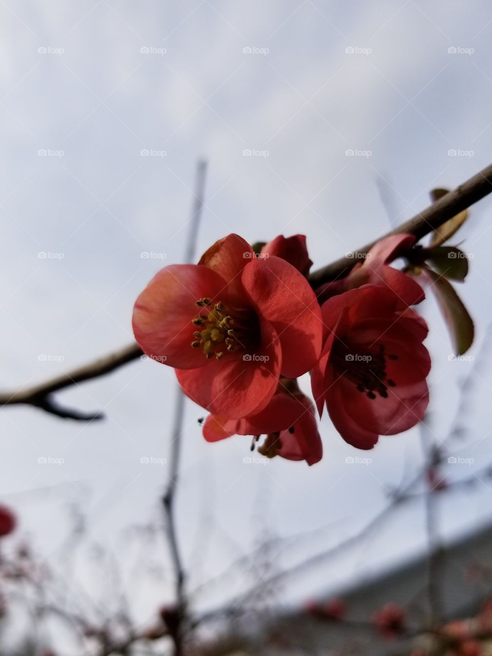 Spring blossoms on a Quince bush