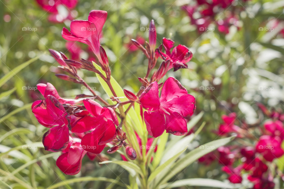 Beautiful red flowers in the garden