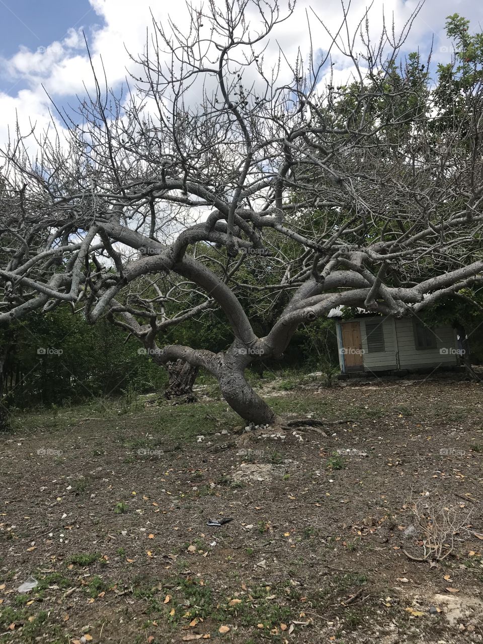 Jamaica Dormant plum tree