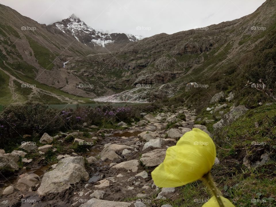 Tibetlak and snow rock flower
