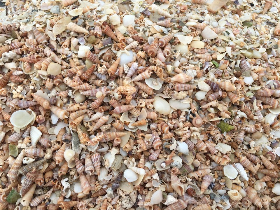 Tiny tropical seashells background 