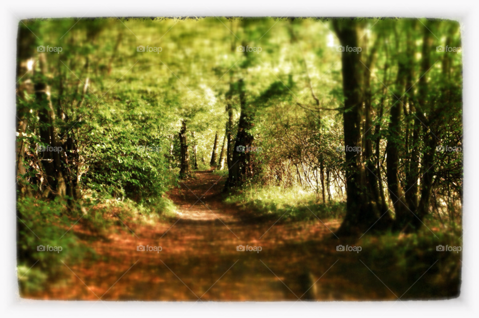 forest fall autumn woodland path by SirBluto