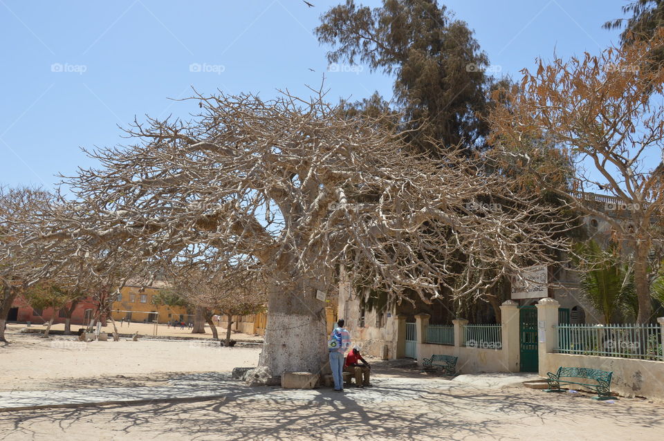 Baobab