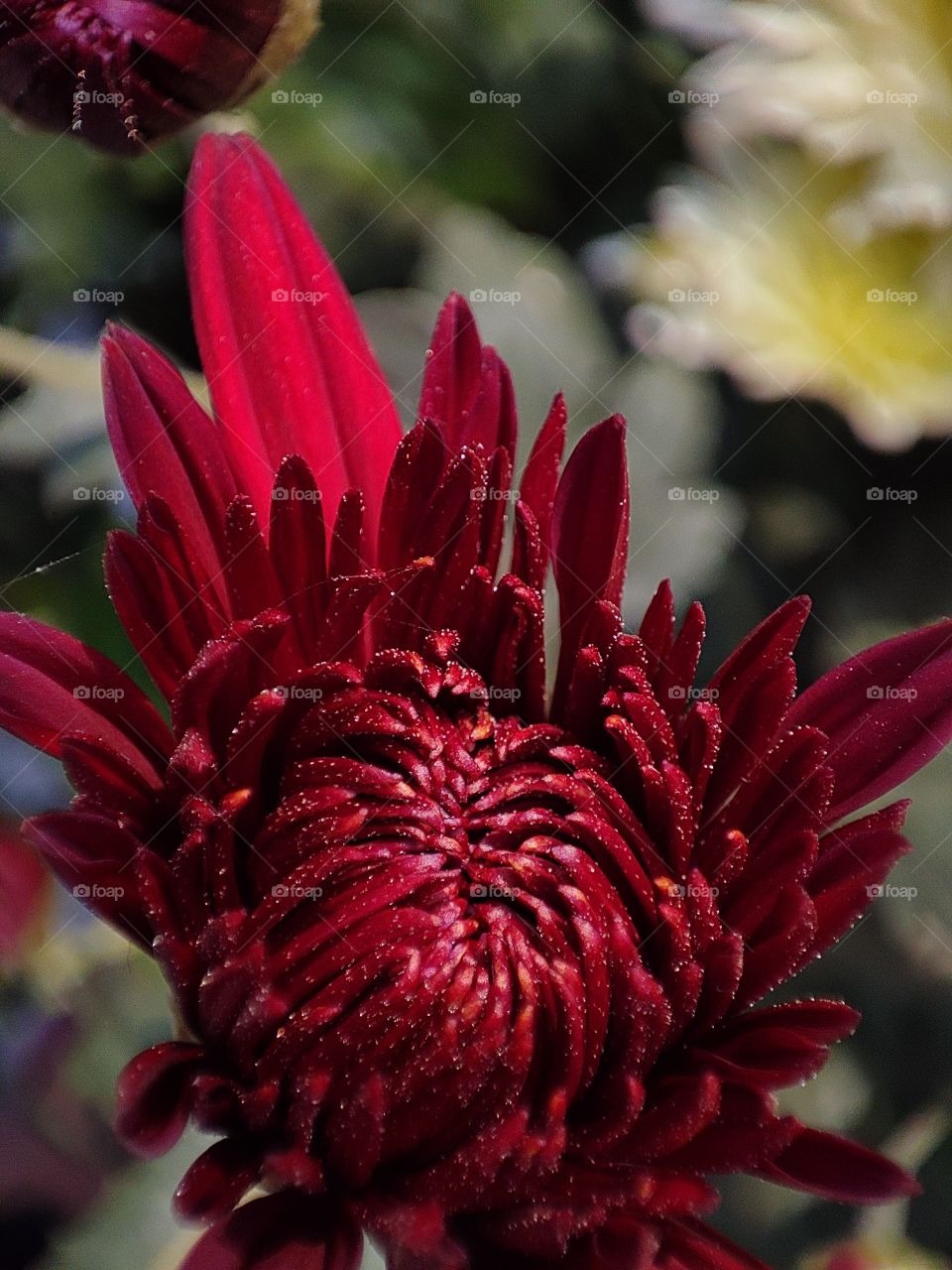 beauty of red flower