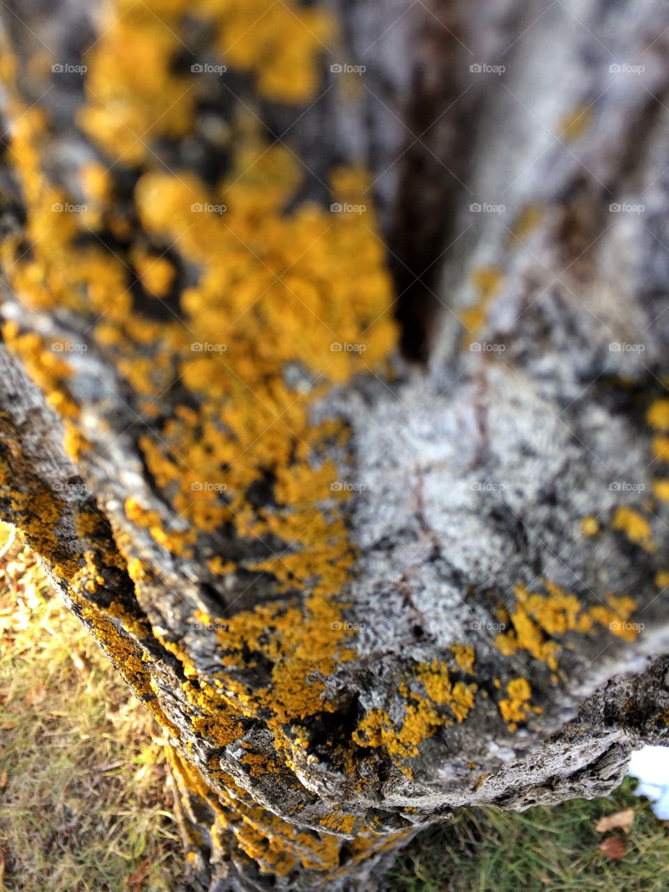 Lichen and bark